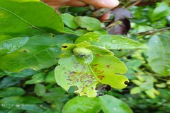Dimorphocalyx lawianus